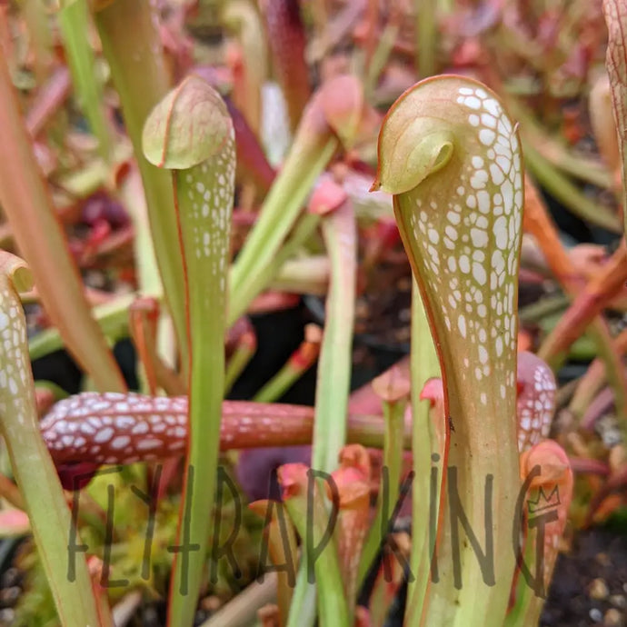 Sarracenia minor 