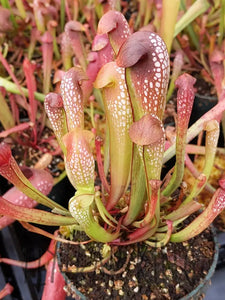 Sarracenia minor "Okee Giant" Hooded Pitcher Plant Seedling-Flytrap King
