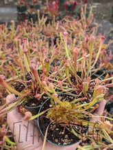 Load image into Gallery viewer, Sarracenia minor &quot;Okee Giant&quot; Hooded Pitcher Plant Seedling-Flytrap King