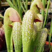 Load image into Gallery viewer, Sarracenia minor var. okefenokeensis seeds-Flytrap King