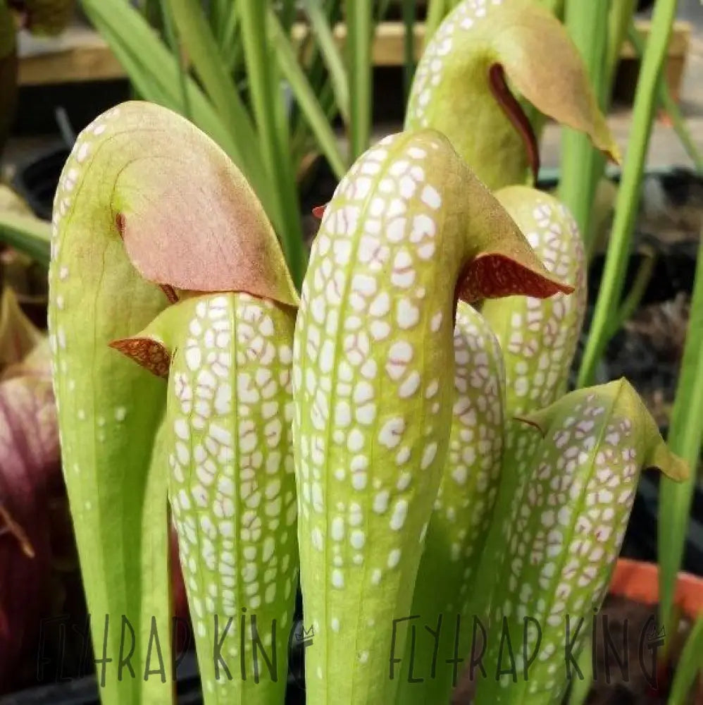 buy pitcher plant seeds Sarracenia minor var. okefenokeensis seeds – Flytrap King