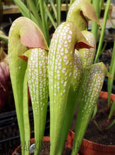Load image into Gallery viewer, Sarracenia minor var. okefenokeensis seeds-Flytrap King