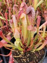 Load image into Gallery viewer, Sarracenia minor var. okefenokeensis seeds-Flytrap King