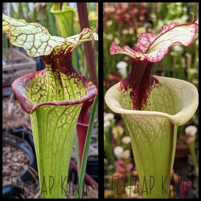 Sarracenia moorei ’Hot Lips’ x ’Legacy’ seeds
