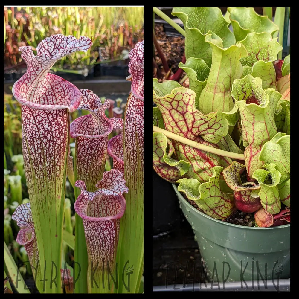 Sarracenia ’Overspray’ x purpurea ’Belly of Blood’ seeds