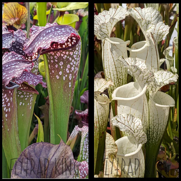Sarracenia ’Prometheus” x leucophylla ’Hurricane Creek White’ clone F seeds