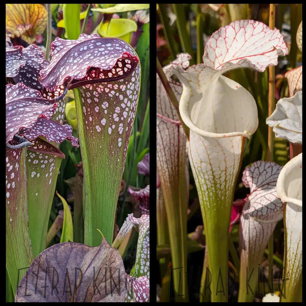 Sarracenia 