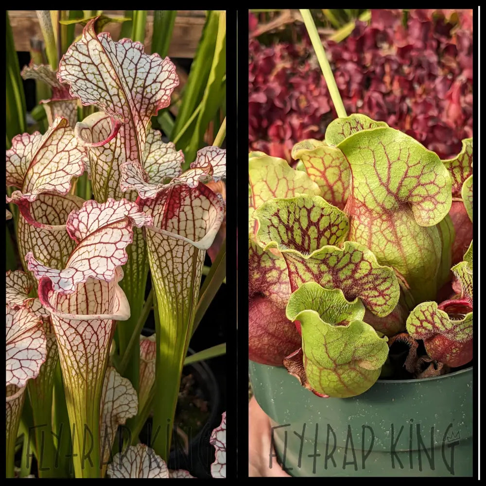 Sarracenia [(psittacina x leucophylla x rubra ssp gulfensis) x ’Lunchbox’] x purpurea ssp venosa ’Tatnall’ seeds