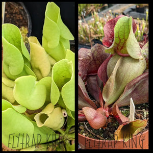 carnivorous plant seeds for sale Sarracenia purpurea ssp. venosa "albino" x rosea seeds – Flytrap King