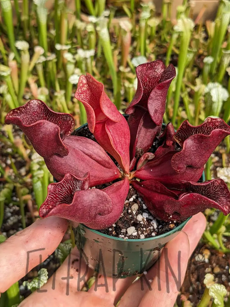 northern pitcher plant Sarracenia purpurea ssp venosa