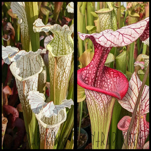 Sarracenia (readii x Schnell’s Ghost) x ‘Caitrin Claire’ seeds
