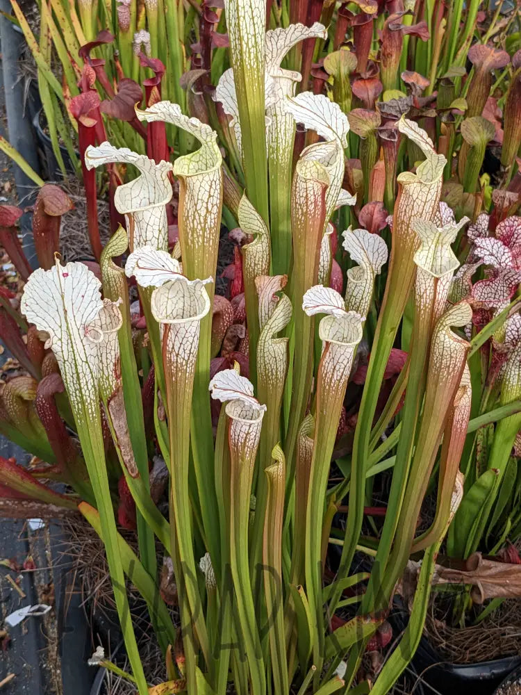 Sarracenia readii x 'Schnell's Ghost' pitcher plant – Flytrap King