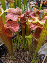 Load image into Gallery viewer, Sarracenia ’Reptilian Rose’ pitcher plant 6’’ pot size