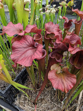 Load image into Gallery viewer, Sarracenia ’Reptilian Rose’ pitcher plant 6’’ pot size