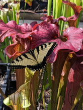 Load image into Gallery viewer, Sarracenia ’Reptilian Rose’ pitcher plant 6’’ pot size