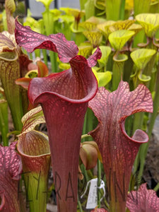 Sarracenia 'Royal Ruby' pitcher plant-Flytrap King