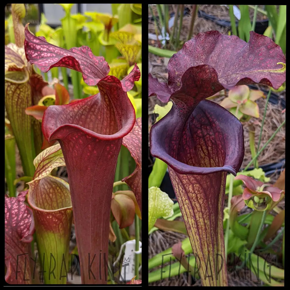Sarracenia ’Royal Ruby’ x ’Saurus’ Seeds