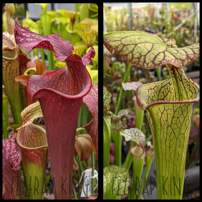 Sarracenia ’Royal Ruby’ x ’Vicious Valentine’ seeds