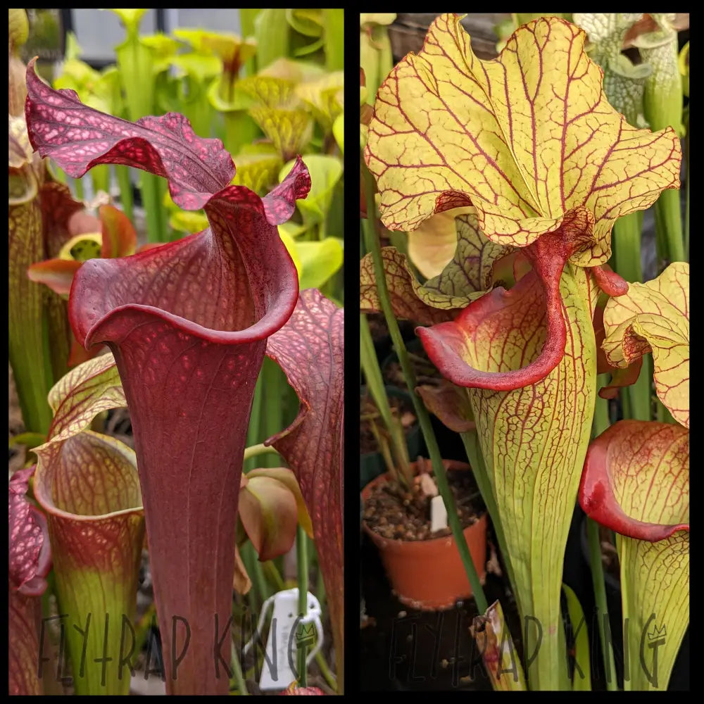 ルーカス　レア　ポラロイド Sarracenia 'Royal Ruby' x 'Yellow Hornet' seeds – Flytrap King