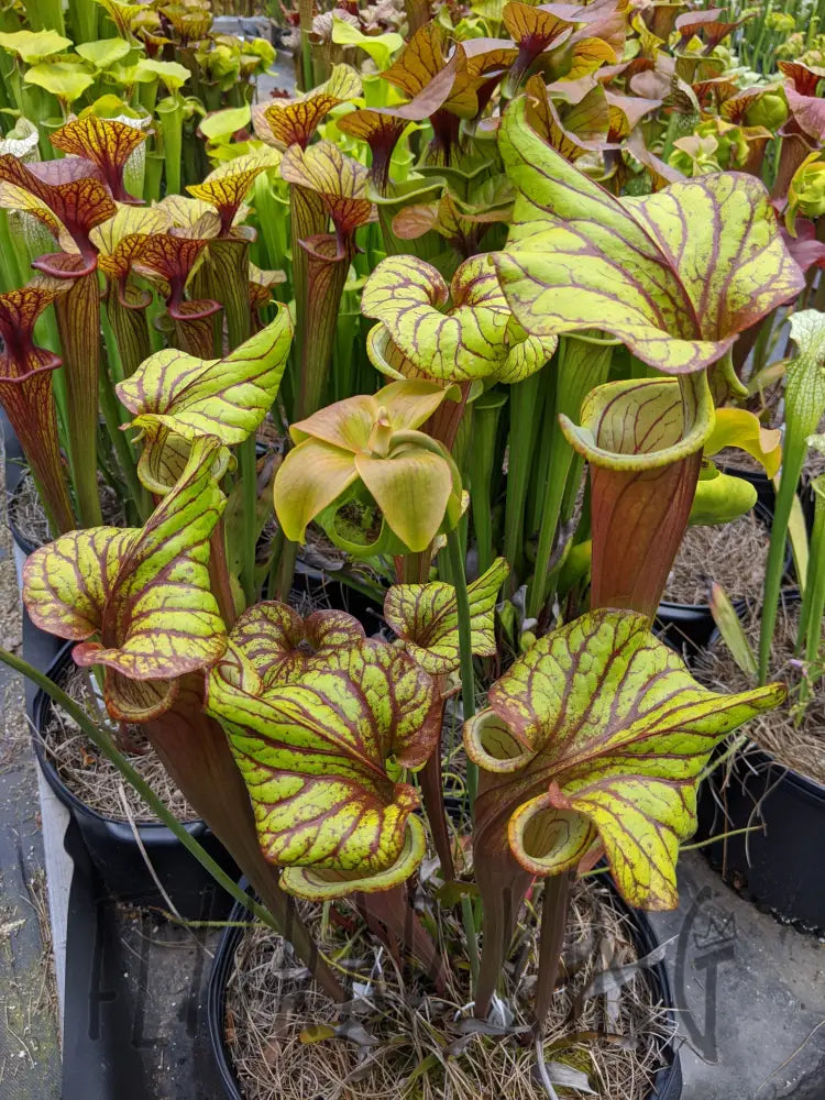 Sarracenia 
