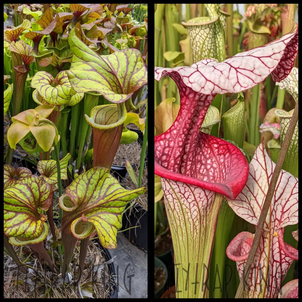 Sarracenia “Sangria” x ‘Caitrin Claire’ seeds