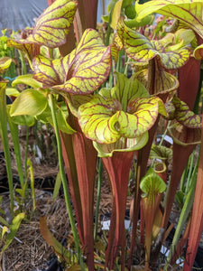 Sarracenia "Alucard Oreo 5" x (Blood Moon x Kilimanjaro) seeds-Flytrap King