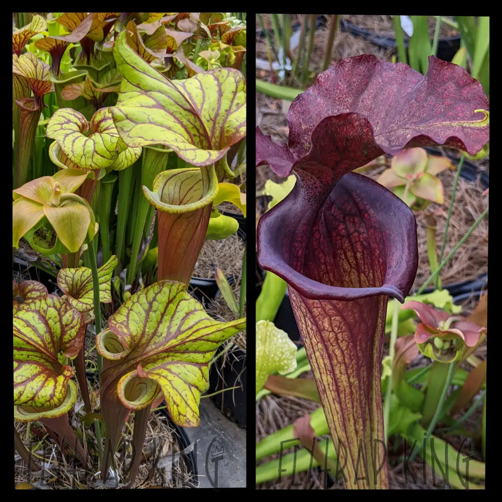 Sarracenia “Sangria” x 'Saurus' seeds – Flytrap King