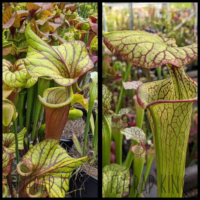 Sarracenia ’Sangria’ x ’Vicious Valentine’ seeds