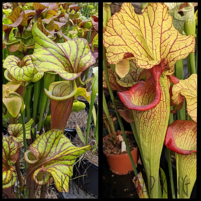 Sarracenia ’Sangria’ x ’Yellow Hornet’ seeds