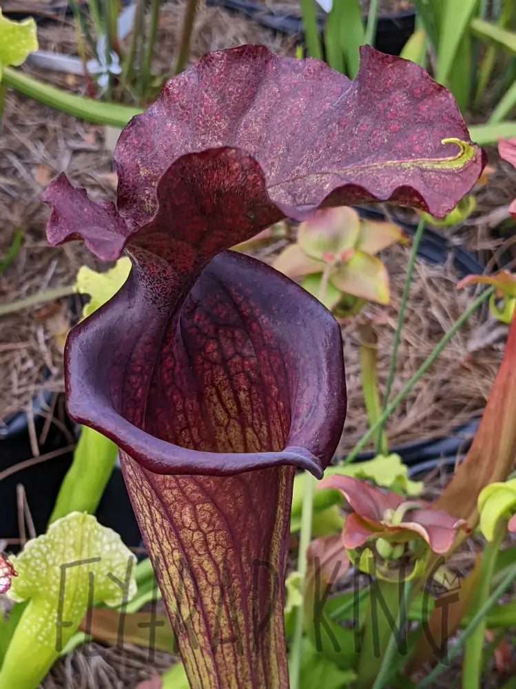 Sarracenia ’Saurus’ Pitcher Plant 6’’ pot size Default Type