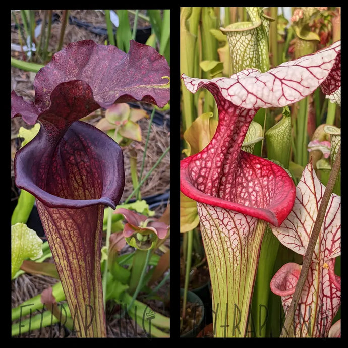 Sarracenia ‘Saurus’ x ‘Caitrin Claire’ seeds