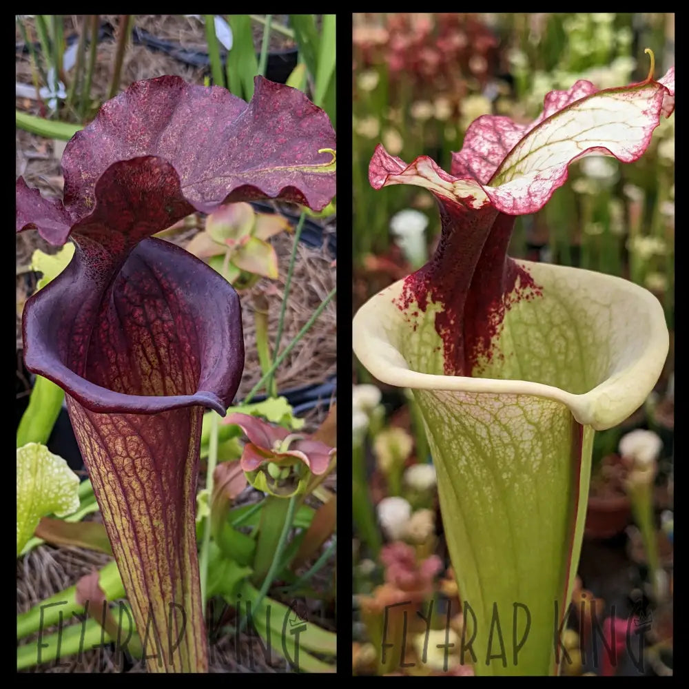Sarracenia ’Saurus’ x ’Legacy’ seeds
