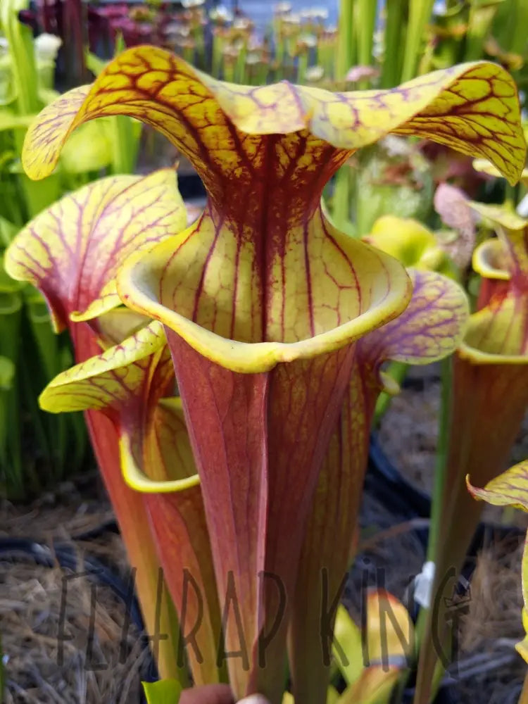 Sarracenia Sarracenia