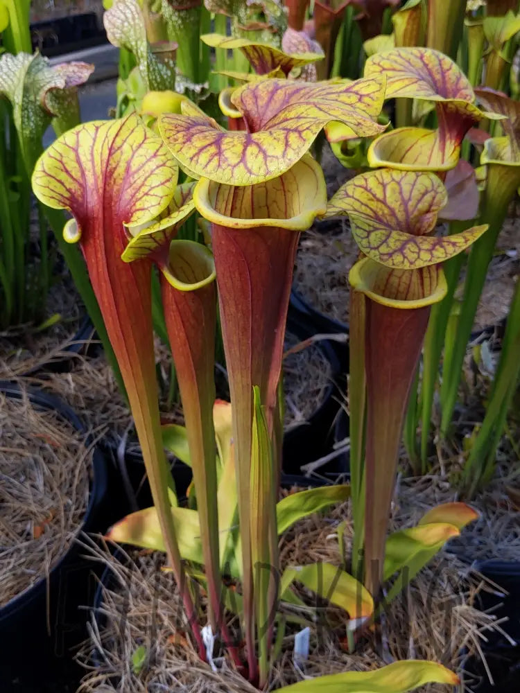 Sarracenia 