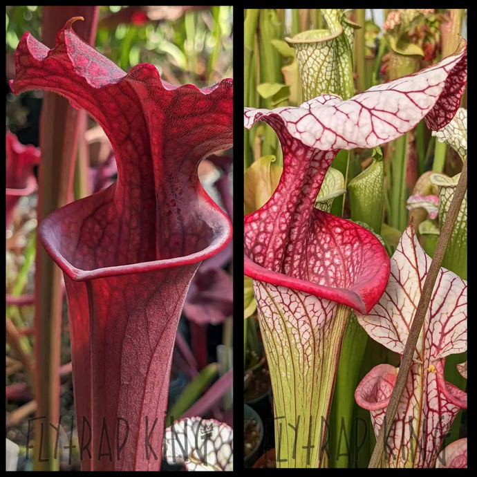 Sarracenia ’Saxapahaw’ x ‘Caitrin Claire’ seeds