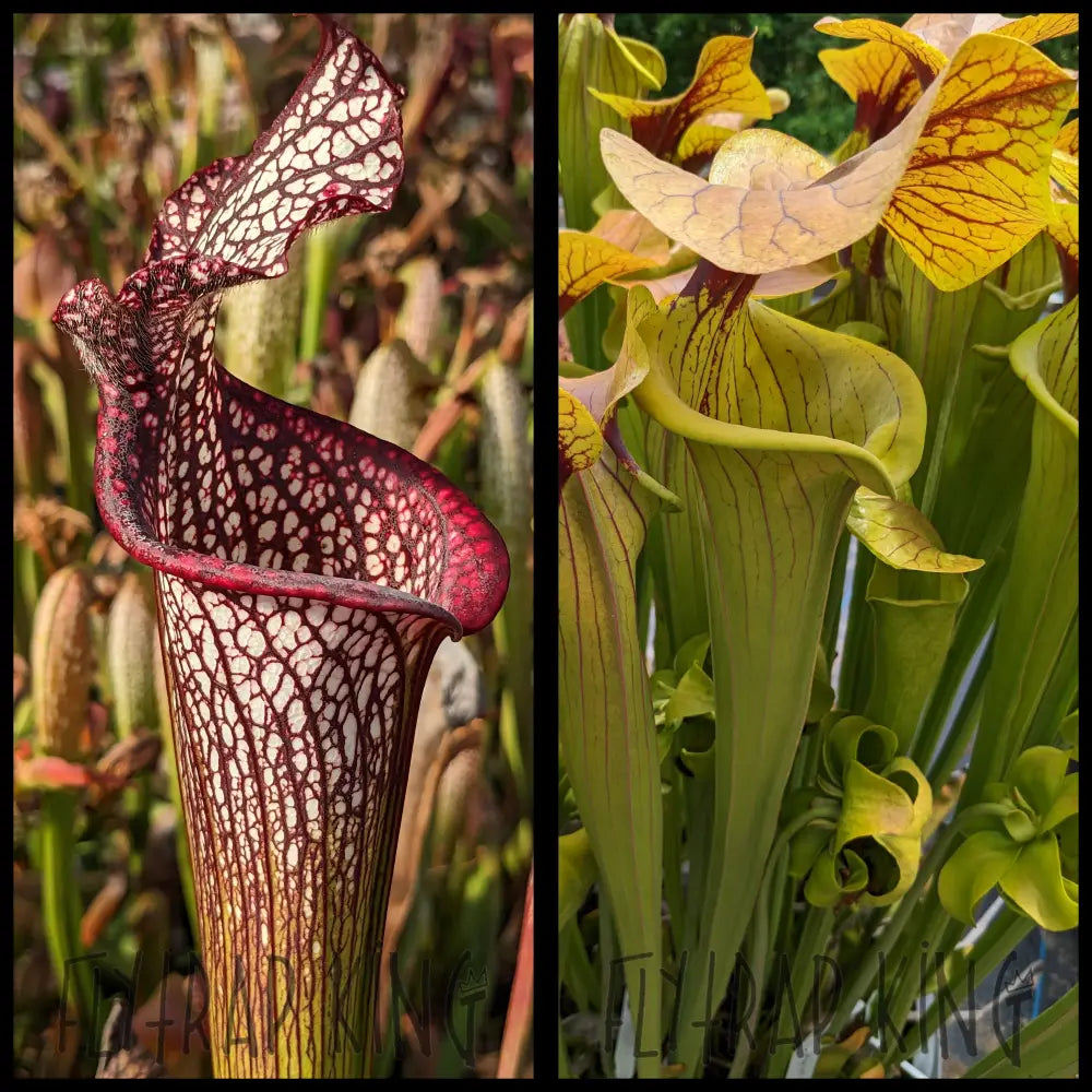 しらぬい Sarracenia 'The Kraken' x 