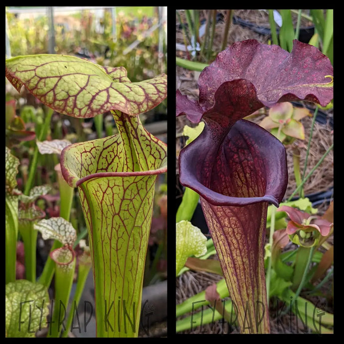Sarracenia ’Vicious Valentine’ x ’Saurus’ seeds
