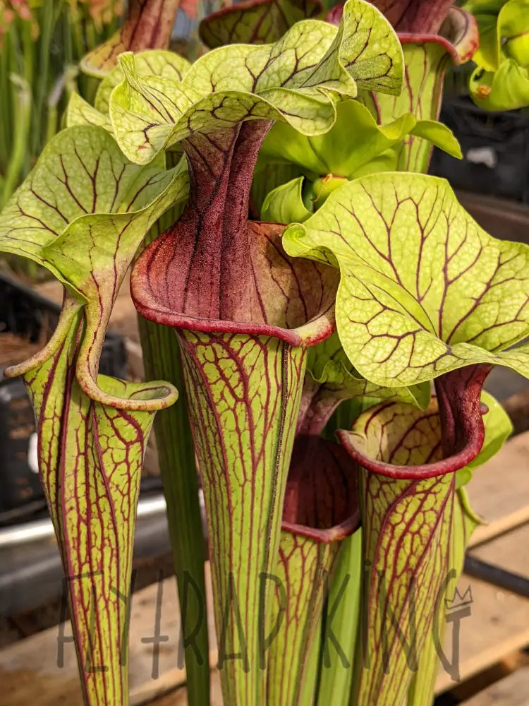 シロチビラ Buy Online - 