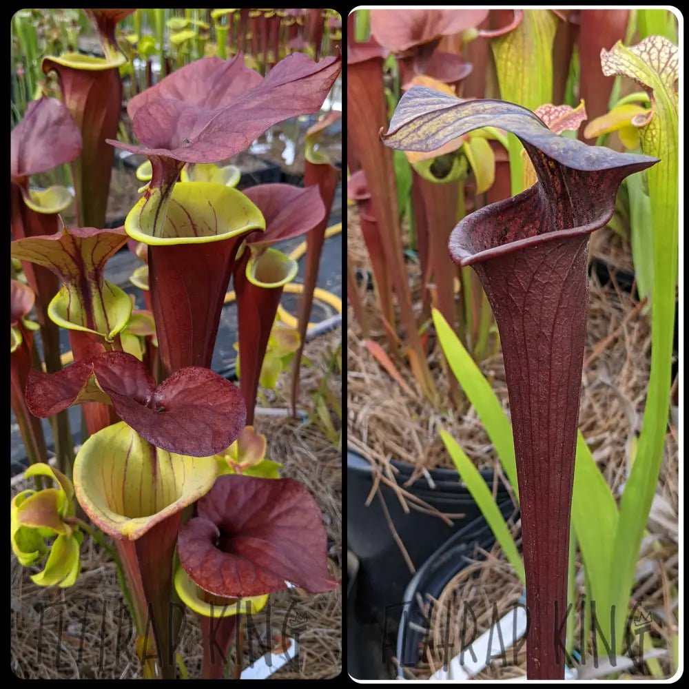 Sarracenia 'Waccamaw' x 'Black Widow' Seeds-Flytrap King
