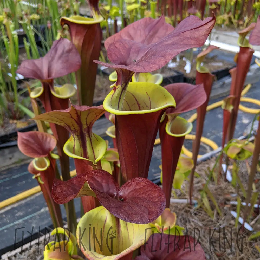 Sarracenia 'Waccamaw' x Self Seeds – Flytrap King