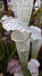 Sarracenia "White Scorpion" Pitcher Plant-Flytrap King
