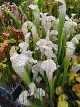 Load image into Gallery viewer, Sarracenia &quot;White Scorpion&quot; Pitcher Plant-Flytrap King