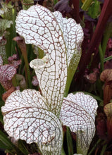 Load image into Gallery viewer, Sarracenia &quot;White Scorpion&quot; Pitcher Plant-Flytrap King