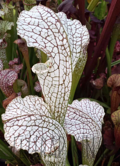 Sarracenia 