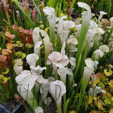 Load image into Gallery viewer, Sarracenia &quot;White Scorpion&quot; Pitcher Plant-Flytrap King