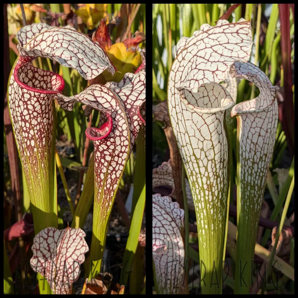 Sarracenia “White Scorpion” x (excellens x moorei) seeds
