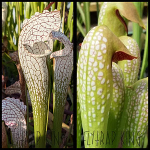 Sarracenia ’White Scorpion’ x minor var okefenokeensis seeds
