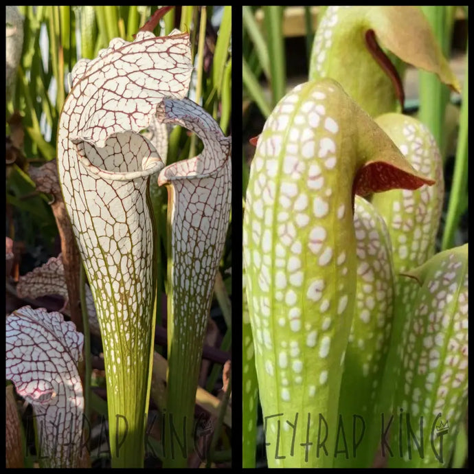 Sarracenia ’White Scorpion’ x minor var okefenokeensis seeds