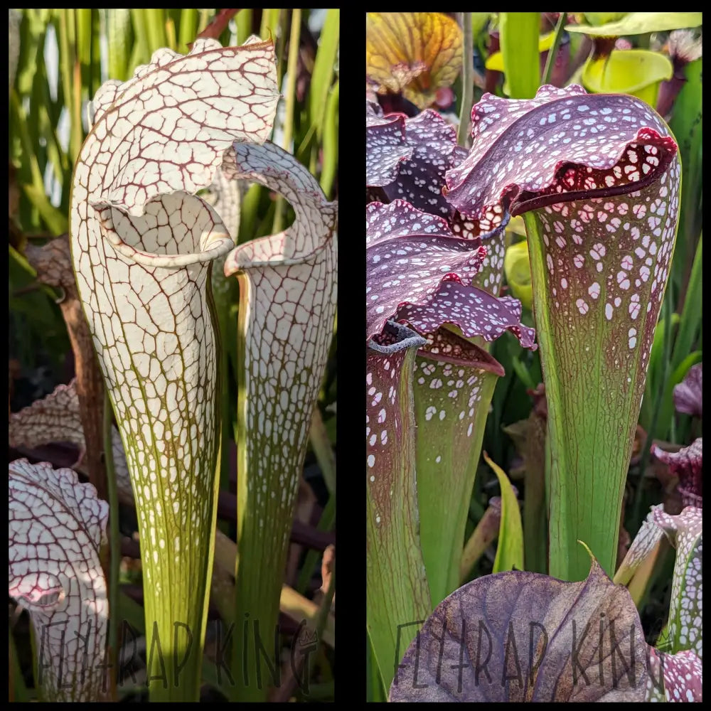 バイオパズラ－ Sarracenia 