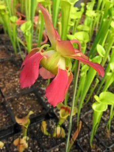 Sarracenia White Top x Gulf Sweet Pitcher Plant-Flytrap King